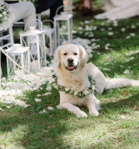 Bloemenhalsband voor hond by funkybirdfirenze